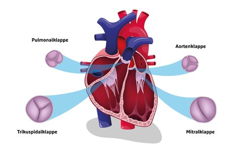 Herzklappen Grafik